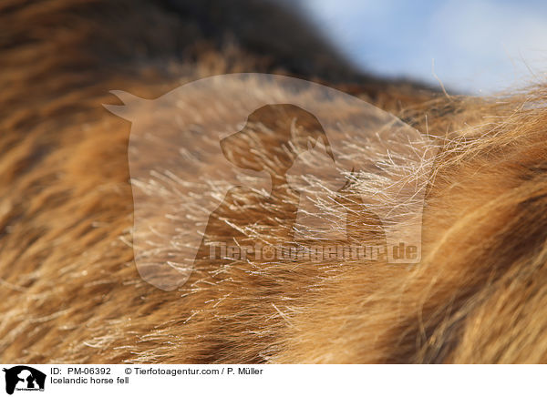 Islnder Fell / Icelandic horse fell / PM-06392