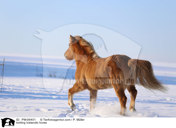 trabender Islnder / trotting Icelandic horse / PM-06401