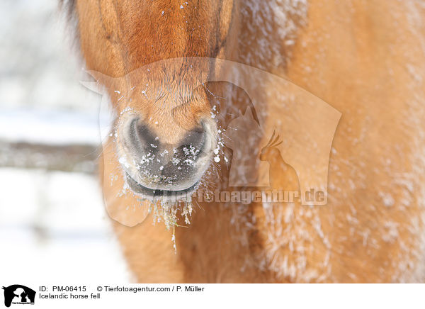 Icelandic horse fell / PM-06415