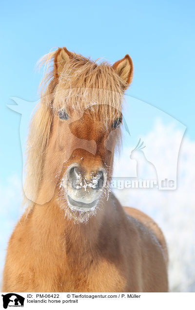 Islnder Portrait / Icelandic horse portrait / PM-06422