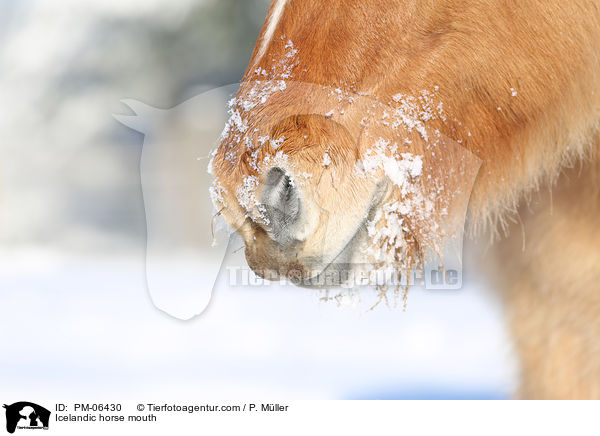 Icelandic horse mouth / PM-06430