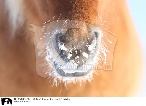 Icelandic horse / PM-06435