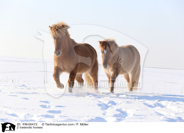 2 Islnder / 2 Icelandic horses / PM-06472