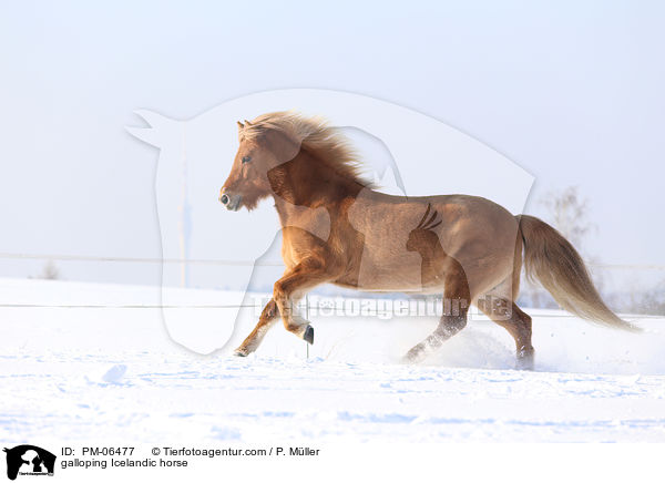 galoppierender Islnder / galloping Icelandic horse / PM-06477