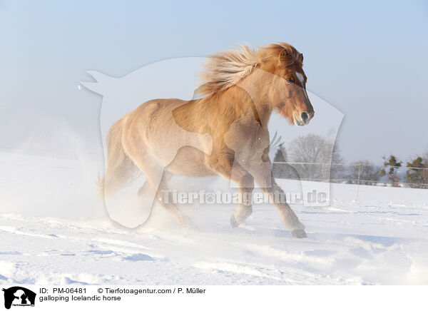 galloping Icelandic horse / PM-06481