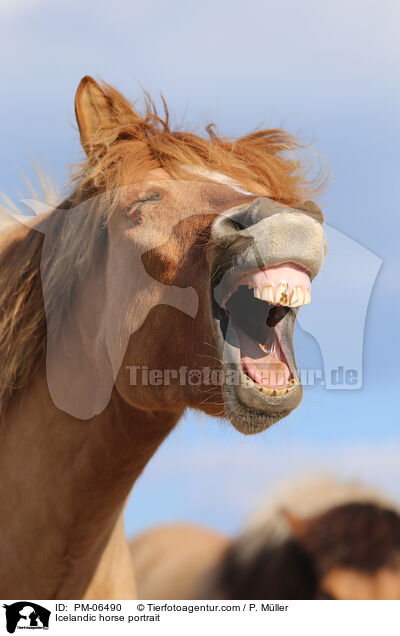 Islnder Portrait / Icelandic horse portrait / PM-06490