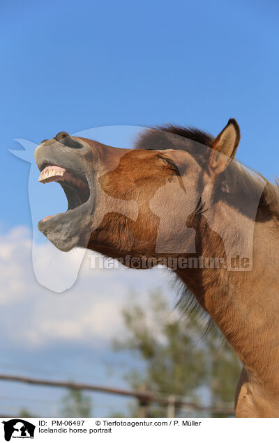 Islnder Portrait / Icelandic horse portrait / PM-06497