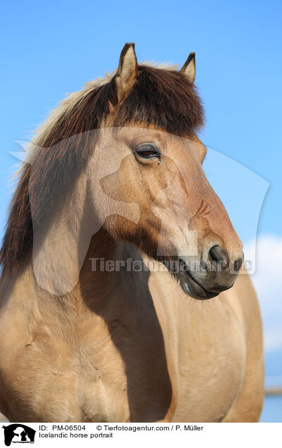 Islnder Portrait / Icelandic horse portrait / PM-06504