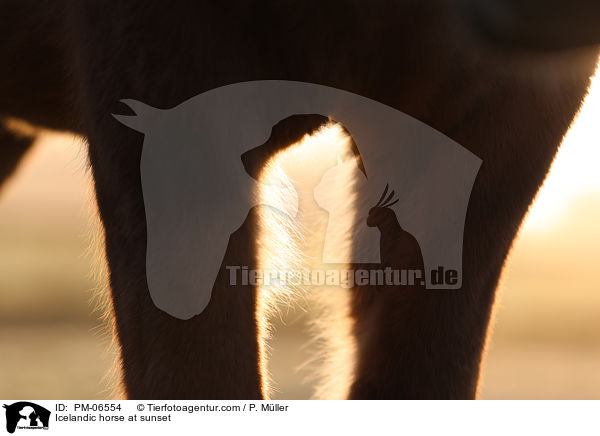 Icelandic horse at sunset / PM-06554