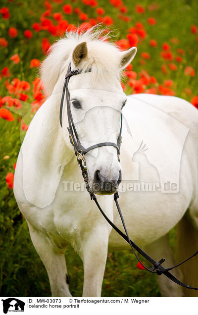 Islnder Portrait / Icelandic horse portrait / MW-03073