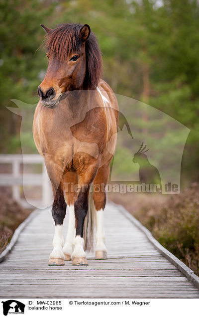 Islnder / Icelandic horse / MW-03965