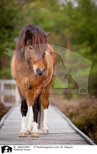 Islnder / Icelandic horse / MW-03967