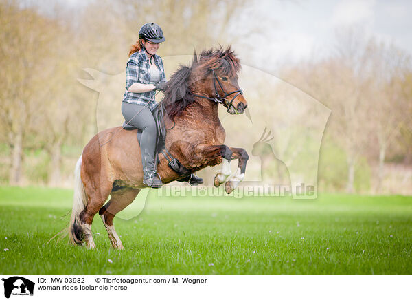 Frau reitet Islnder / woman rides Icelandic horse / MW-03982