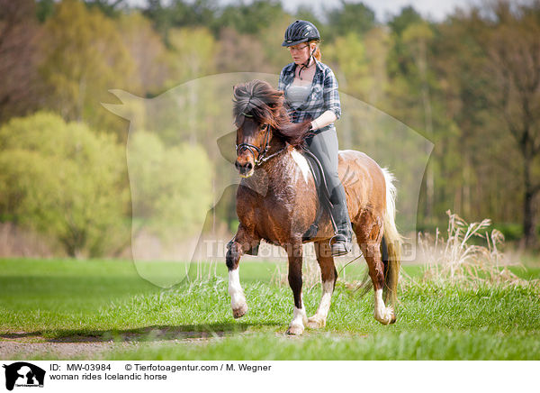 Frau reitet Islnder / woman rides Icelandic horse / MW-03984