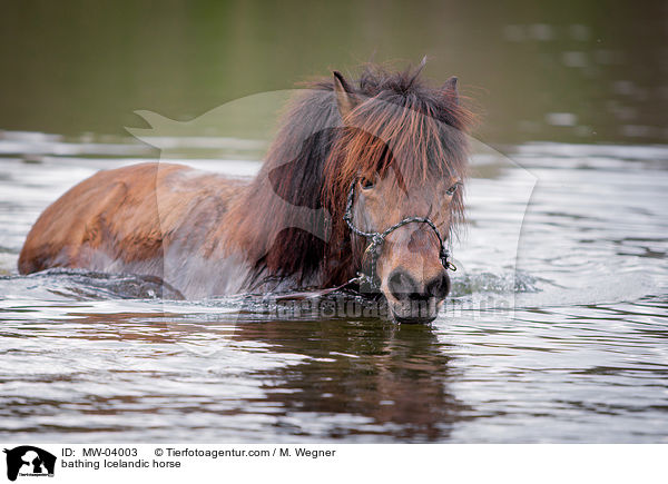 badender Islnder / bathing Icelandic horse / MW-04003