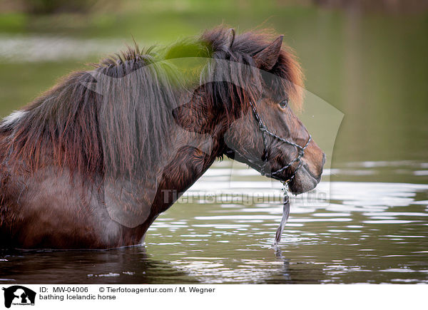 badender Islnder / bathing Icelandic horse / MW-04006