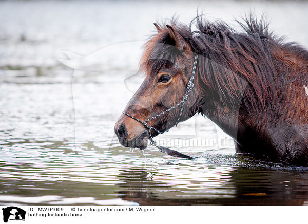 badender Islnder / bathing Icelandic horse / MW-04009