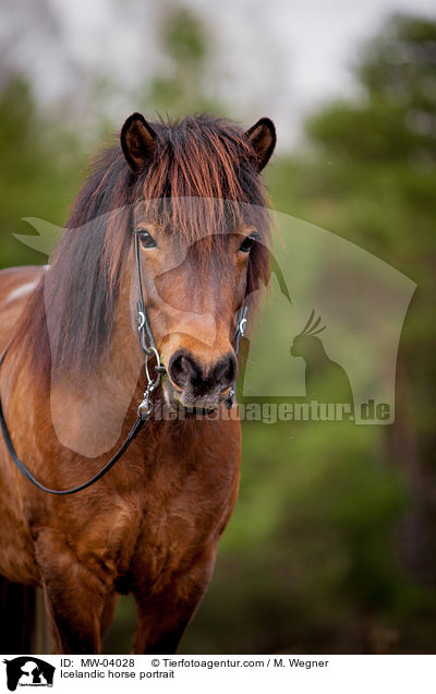 Islnder Portrait / Icelandic horse portrait / MW-04028