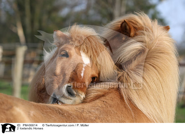 2 Islnder / 2 Icelandic Horses / PM-06814