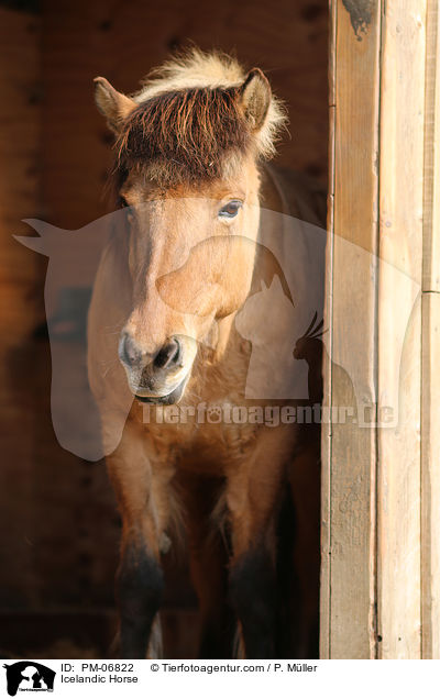 Islnder / Icelandic Horse / PM-06822