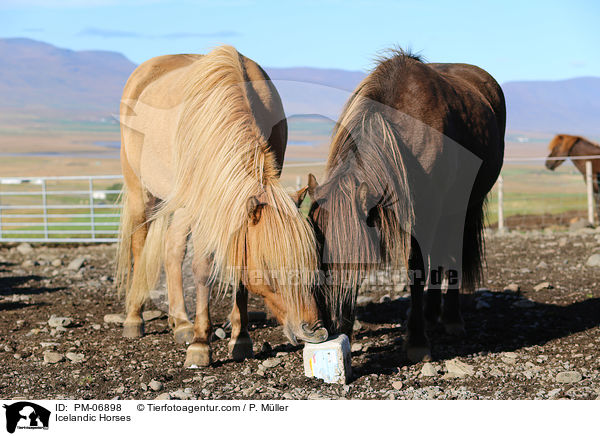 Islnder / Icelandic Horses / PM-06898