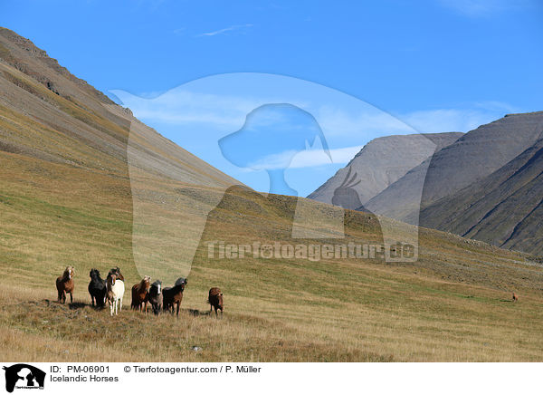 Islnder / Icelandic Horses / PM-06901