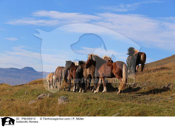 Islnder / Icelandic Horses / PM-06913