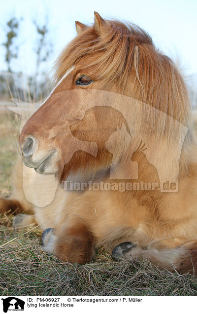 liegender Islnder / lying Icelandic Horse / PM-06927