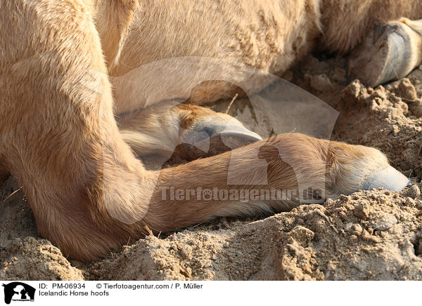 Islnder Hufe / Icelandic Horse hoofs / PM-06934