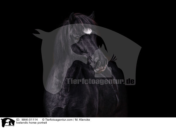 Islnder Portrait / Icelandic horse portrait / MAK-01114
