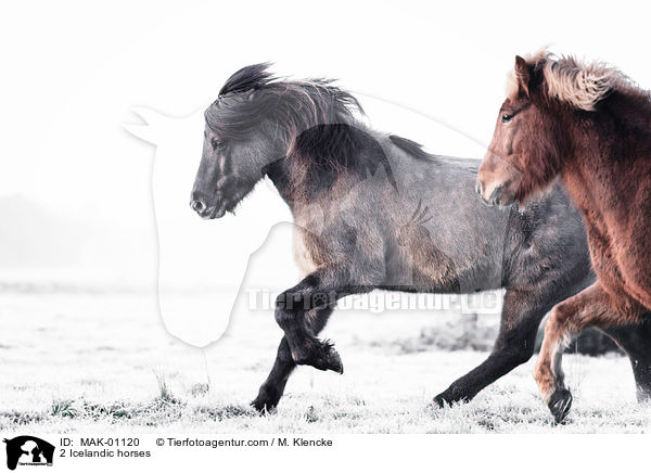 2 Islnder / 2 Icelandic horses / MAK-01120