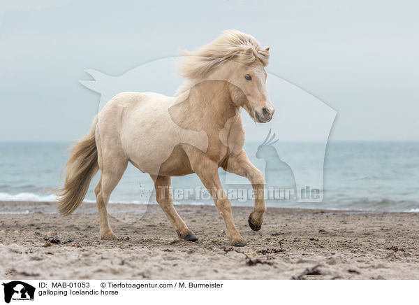 galoppierender Islnder / galloping Icelandic horse / MAB-01053