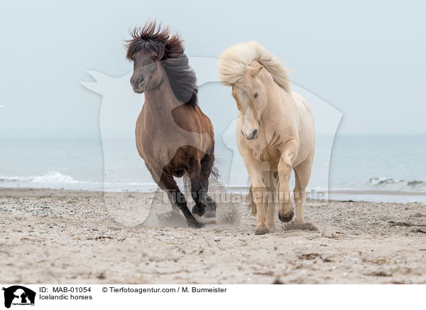 Islnder / Icelandic horses / MAB-01054