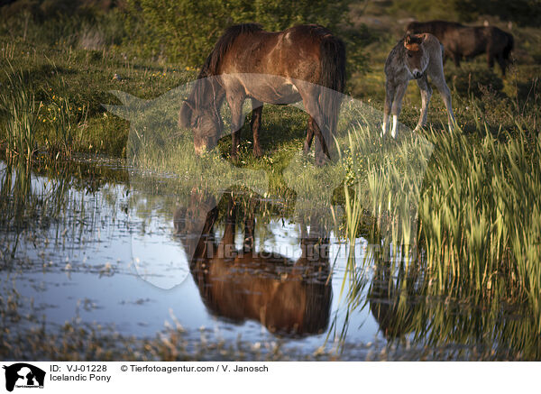 Islnder / Icelandic Pony / VJ-01228