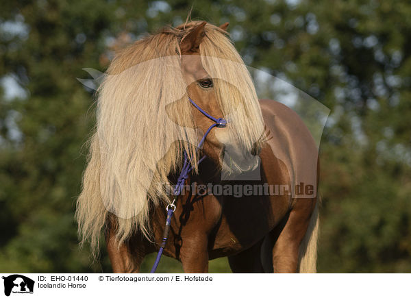 Islnder / Icelandic Horse / EHO-01440