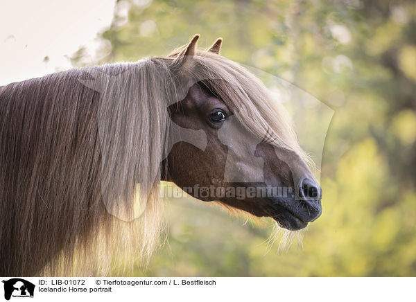 Islnder Portrait / Icelandic Horse portrait / LIB-01072