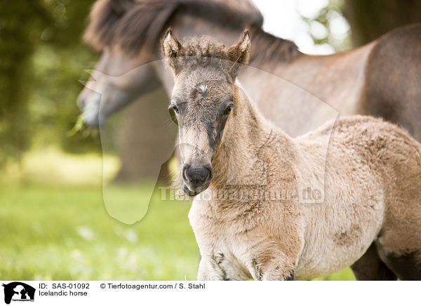 Islnder / Icelandic horse / SAS-01092