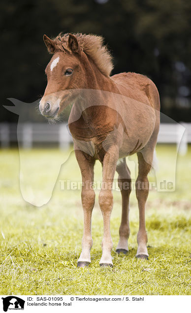 Islnder Fohlen / Icelandic horse foal / SAS-01095