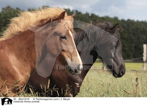 Islnder Portrait / Icelandic Horse portrait / JM-01916