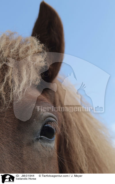 Icelandic Horse / JM-01944