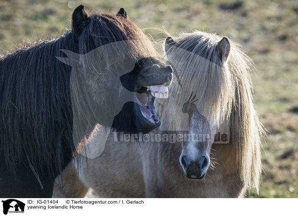 ghnender Islnder / yawning Icelandic Horse / IG-01404