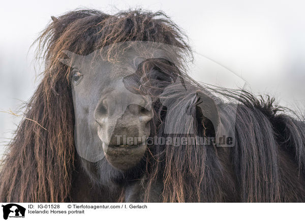 Islnder Portrait / Icelandic Horses portrait / IG-01528