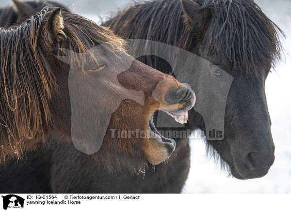 ghnender Islnder / yawning Icelandic Horse / IG-01564