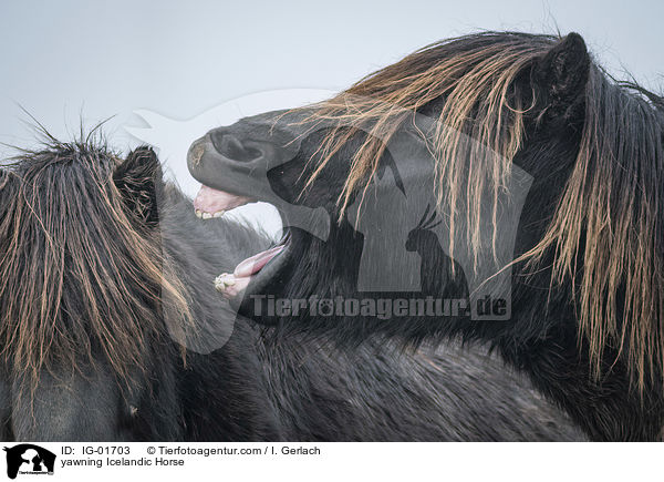 ghnender Islnder / yawning Icelandic Horse / IG-01703