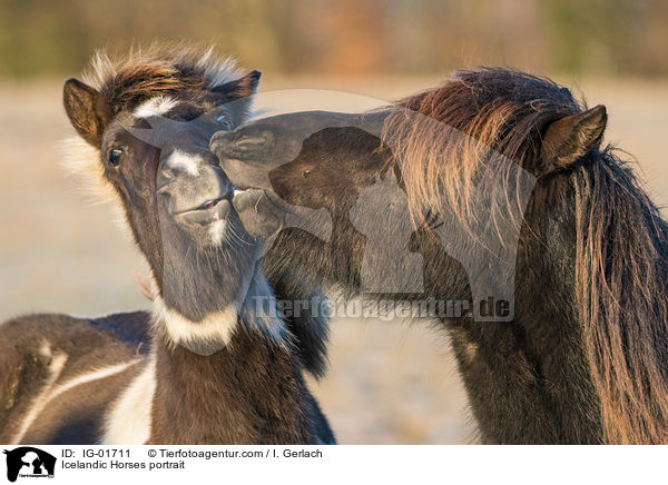 Islnder Portrait / Icelandic Horses portrait / IG-01711