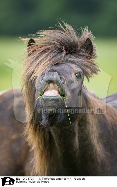 flehming Icelandic Horse / IG-01731