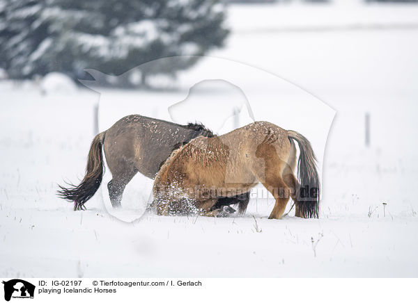 spielende Islnder / playing Icelandic Horses / IG-02197