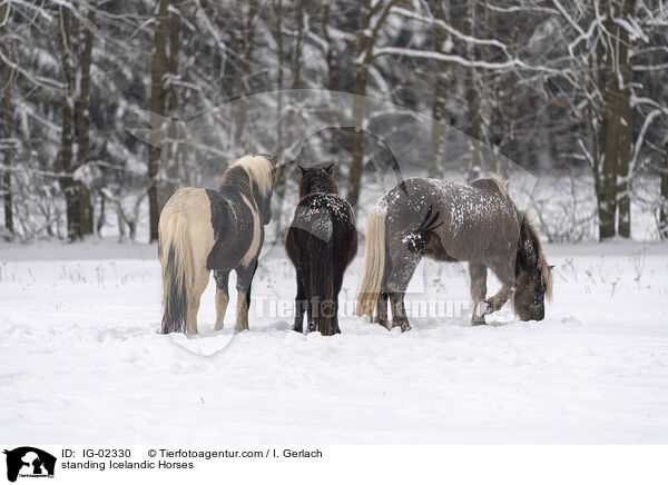 standing Icelandic Horses / IG-02330