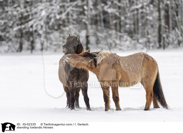 stehende Islnder / standing Icelandic Horses / IG-02335