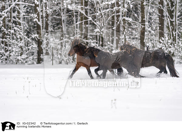 rennende Islnder / running Icelandic Horses / IG-02342